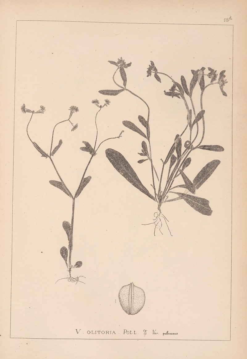 Louis Antoine Cusin - Herbier de la flore française Pl.0692