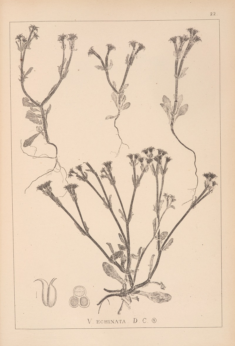 Louis Antoine Cusin - Herbier de la flore française Pl.0697