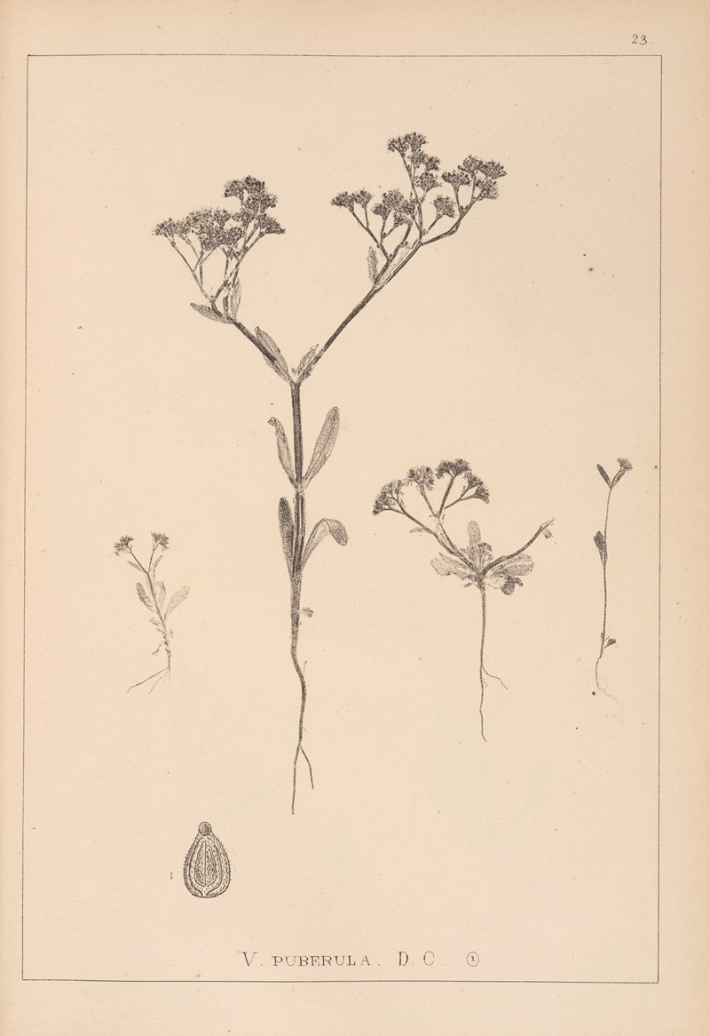 Louis Antoine Cusin - Herbier de la flore française Pl.0698