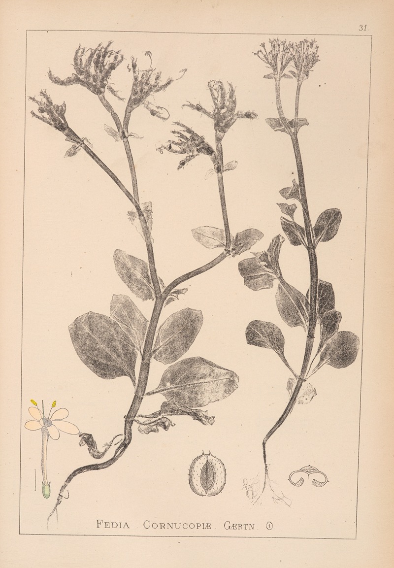 Louis Antoine Cusin - Herbier de la flore française Pl.0708