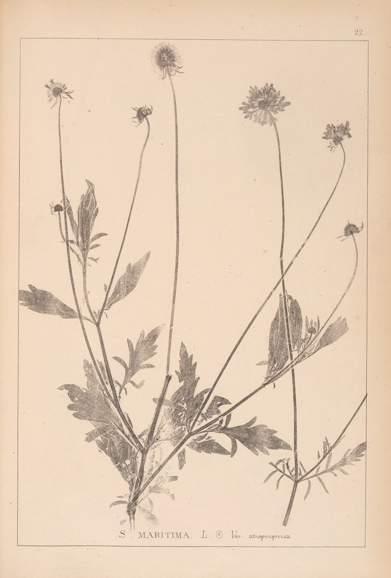Louis Antoine Cusin - Herbier de la flore française Pl.0730