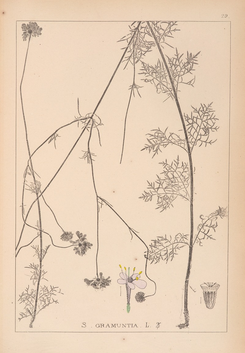 Louis Antoine Cusin - Herbier de la flore française Pl.0736