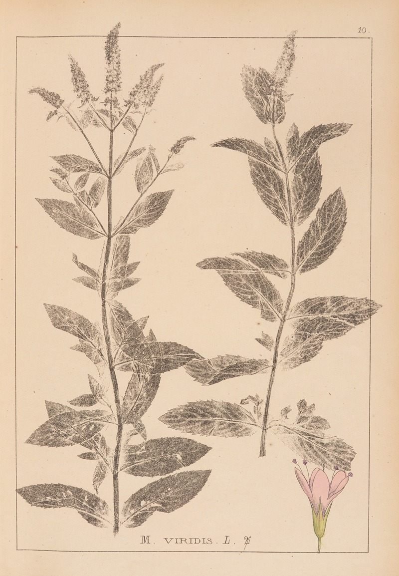 Louis Antoine Cusin - Herbier de la flore française Pl.0751