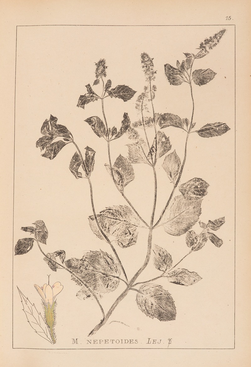 Louis Antoine Cusin - Herbier de la flore française Pl.0755