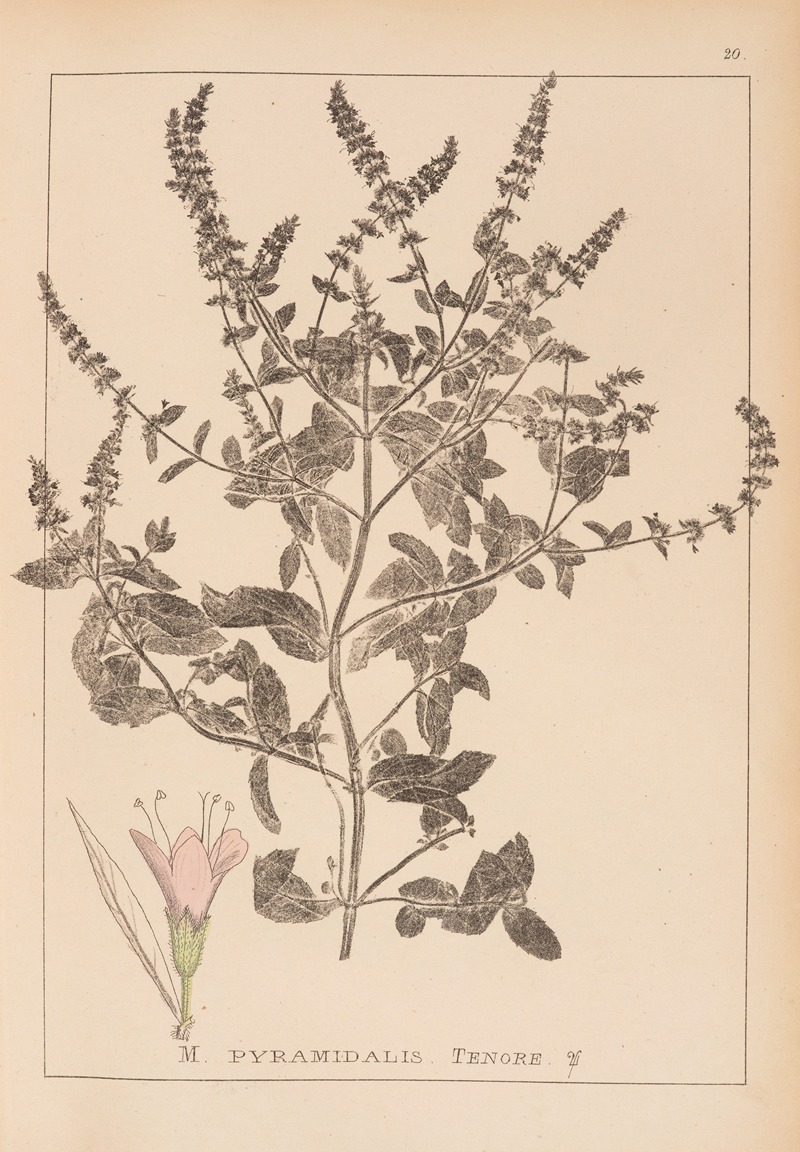Louis Antoine Cusin - Herbier de la flore française Pl.0760