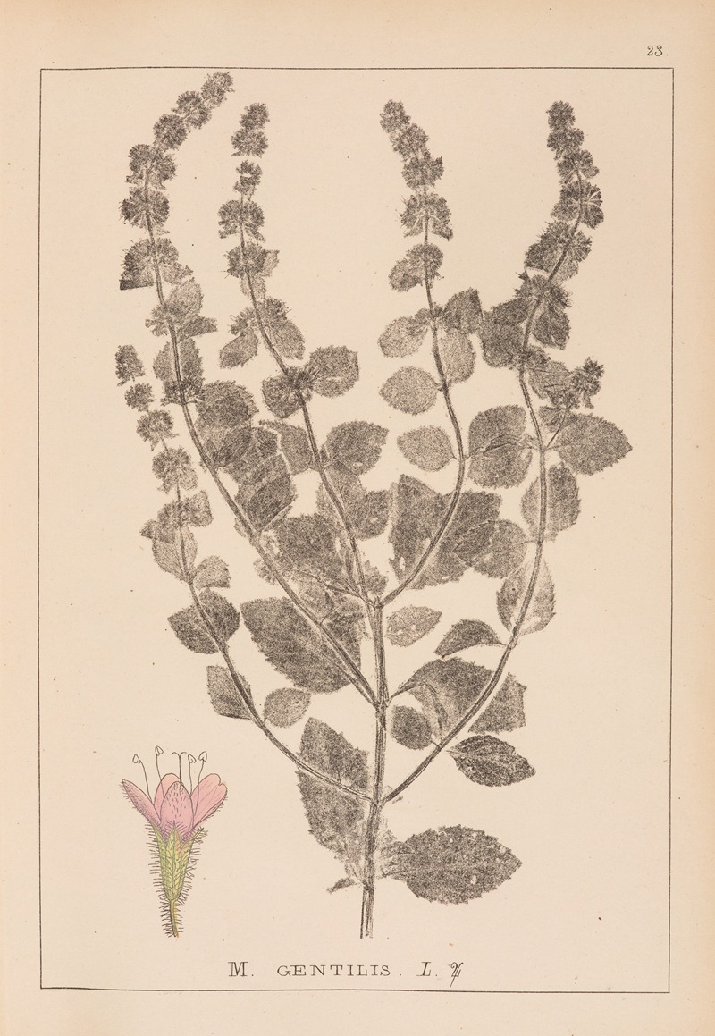 Louis Antoine Cusin - Herbier de la flore française Pl.0763