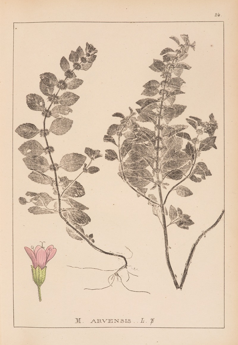 Louis Antoine Cusin - Herbier de la flore française Pl.0764