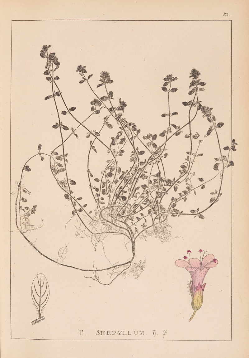 Louis Antoine Cusin - Herbier de la flore française Pl.0775
