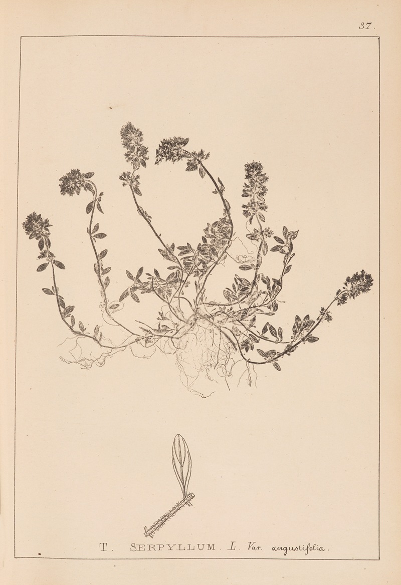 Louis Antoine Cusin - Herbier de la flore française Pl.0777