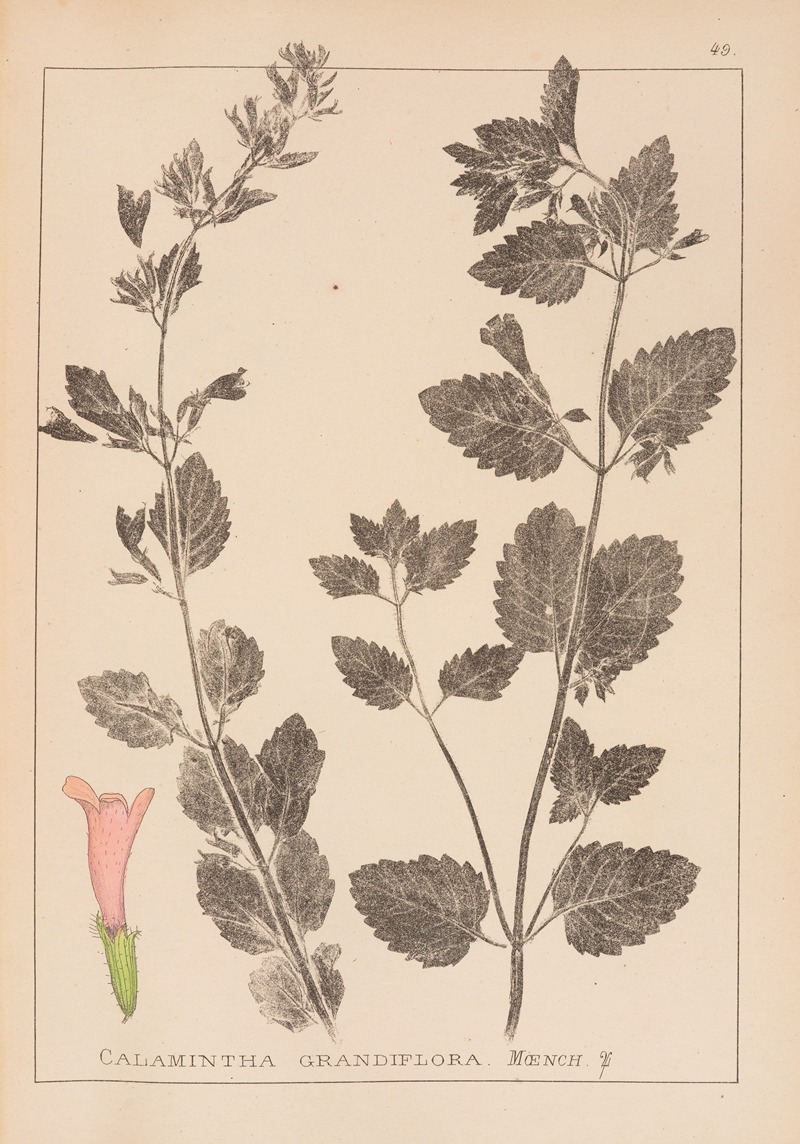 Louis Antoine Cusin - Herbier de la flore française Pl.0789