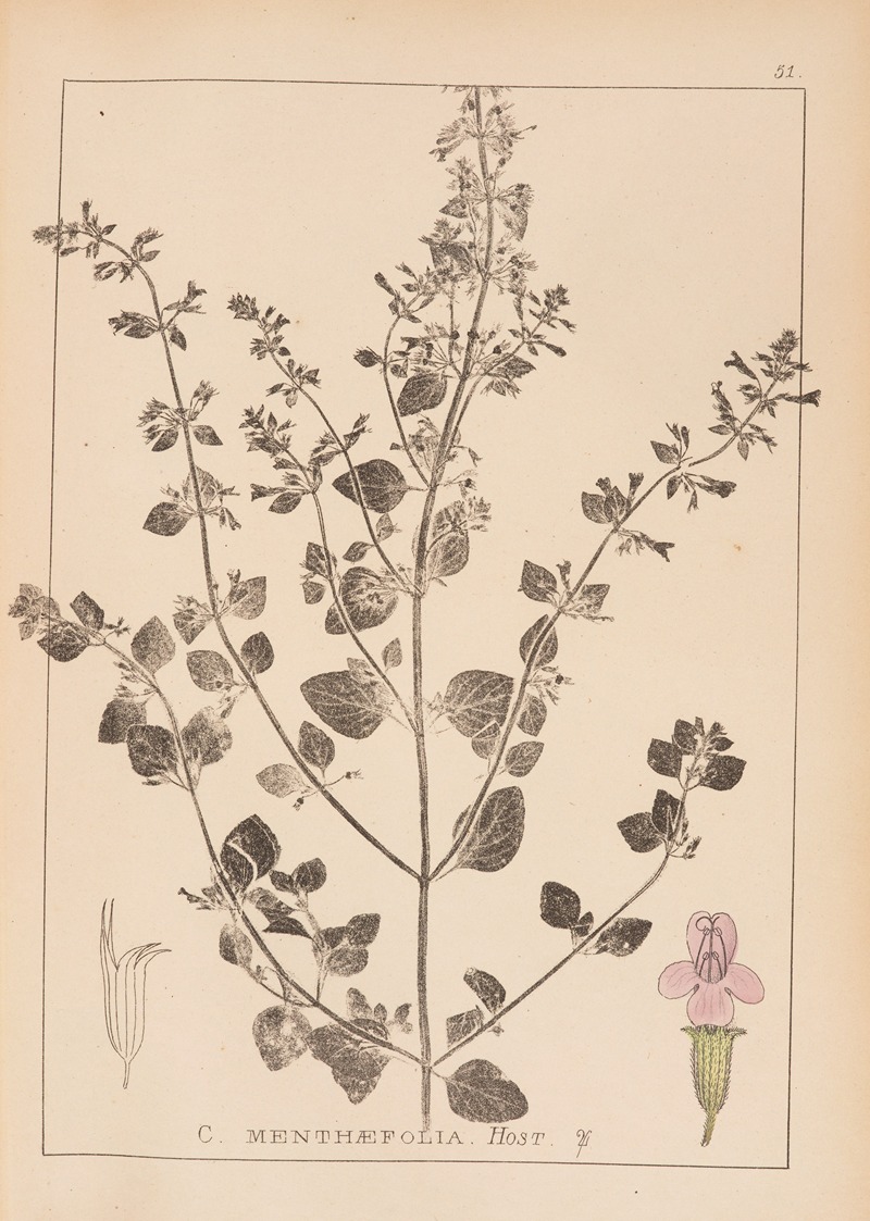 Louis Antoine Cusin - Herbier de la flore française Pl.0791