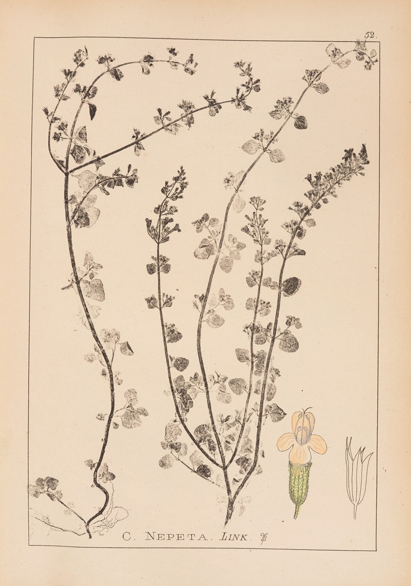 Louis Antoine Cusin - Herbier de la flore française Pl.0792