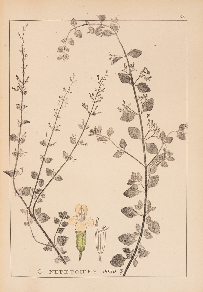 Louis Antoine Cusin - Herbier de la flore française Pl.0793