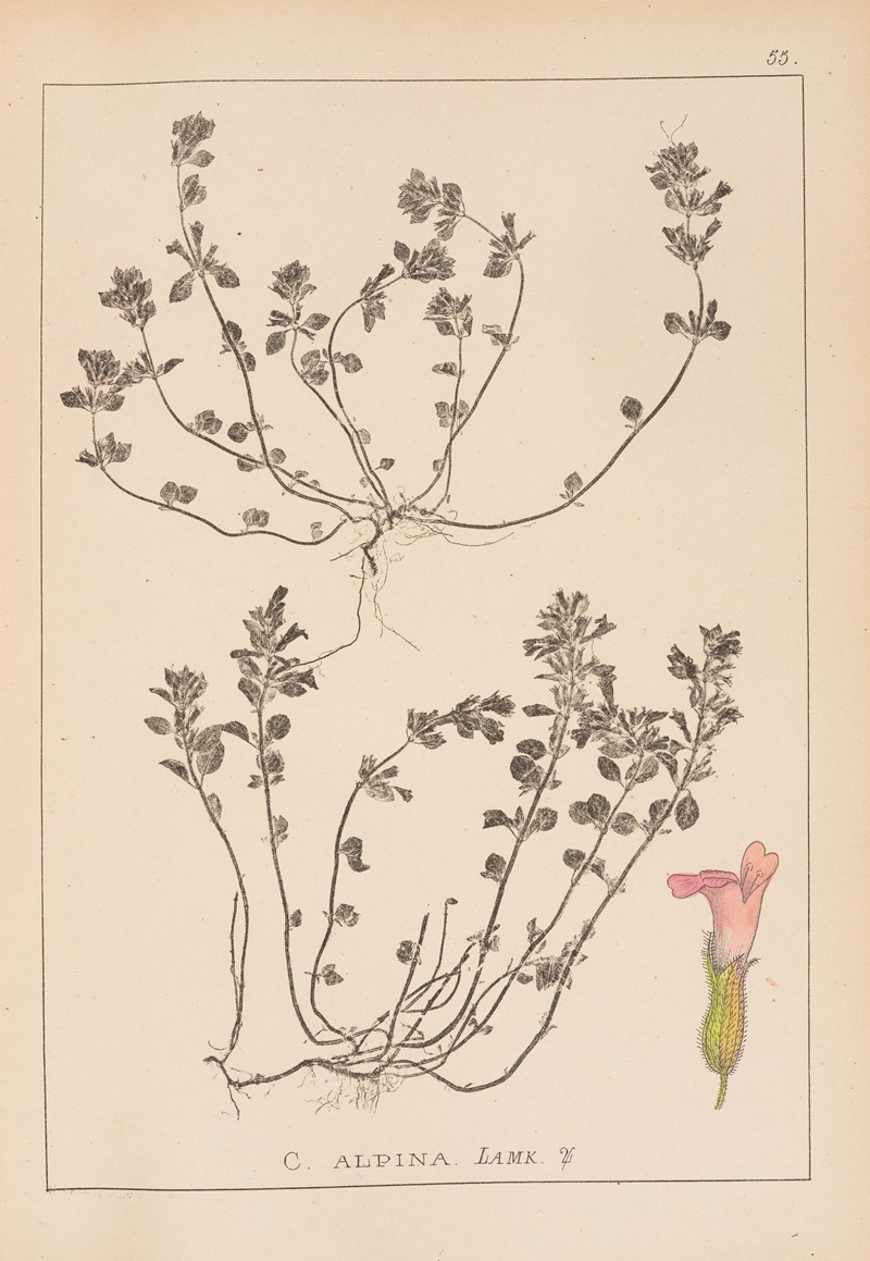 Louis Antoine Cusin - Herbier de la flore française Pl.0795