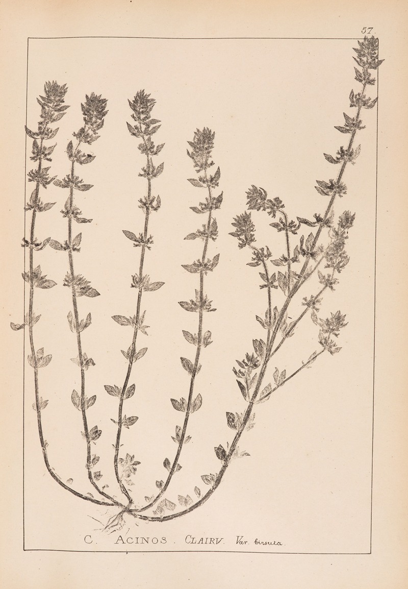 Louis Antoine Cusin - Herbier de la flore française Pl.0797