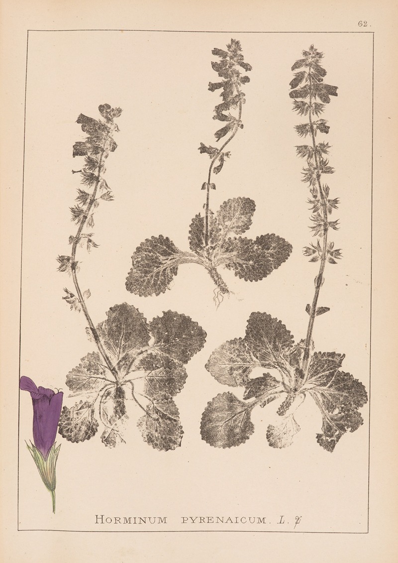 Louis Antoine Cusin - Herbier de la flore française Pl.0802