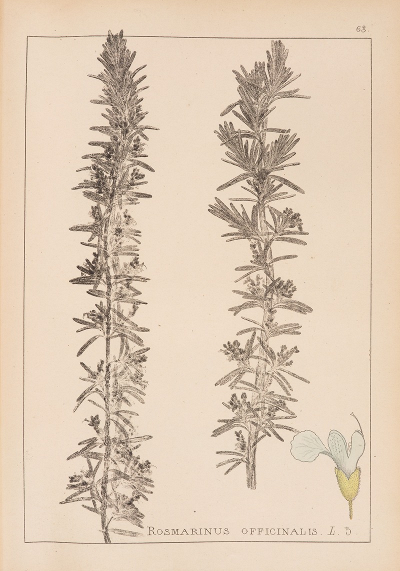 Louis Antoine Cusin - Herbier de la flore française Pl.0803