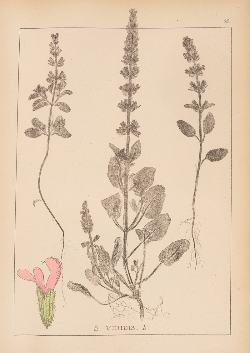 Louis Antoine Cusin - Herbier de la flore française Pl.0805