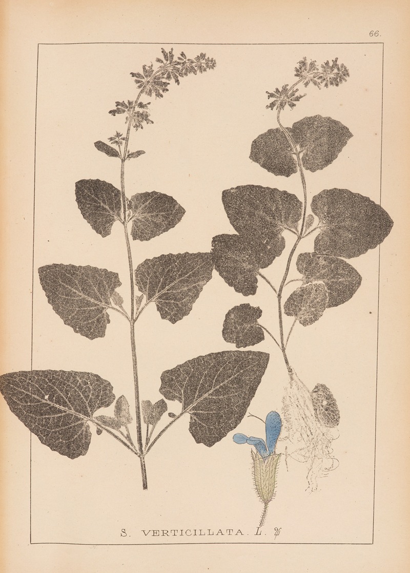 Louis Antoine Cusin - Herbier de la flore française Pl.0806