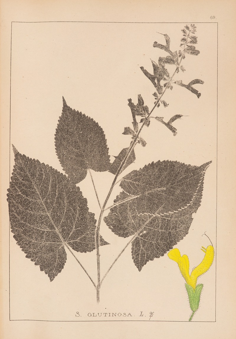 Louis Antoine Cusin - Herbier de la flore française Pl.0809
