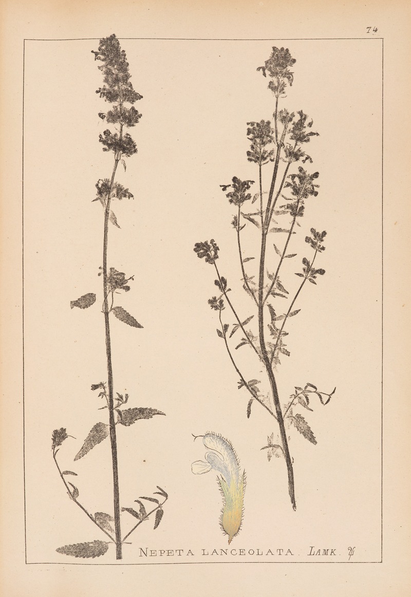 Louis Antoine Cusin - Herbier de la flore française Pl.0814