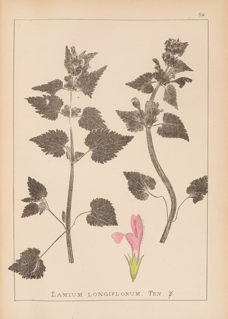 Louis Antoine Cusin - Herbier de la flore française Pl.0824