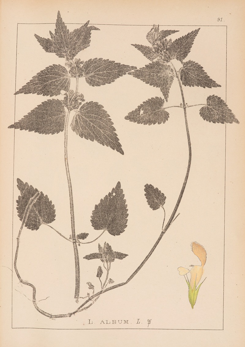 Louis Antoine Cusin - Herbier de la flore française Pl.0830