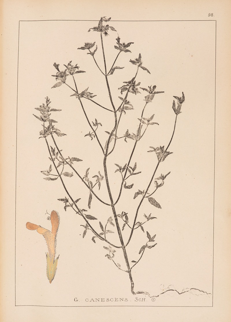 Louis Antoine Cusin - Herbier de la flore française Pl.0837