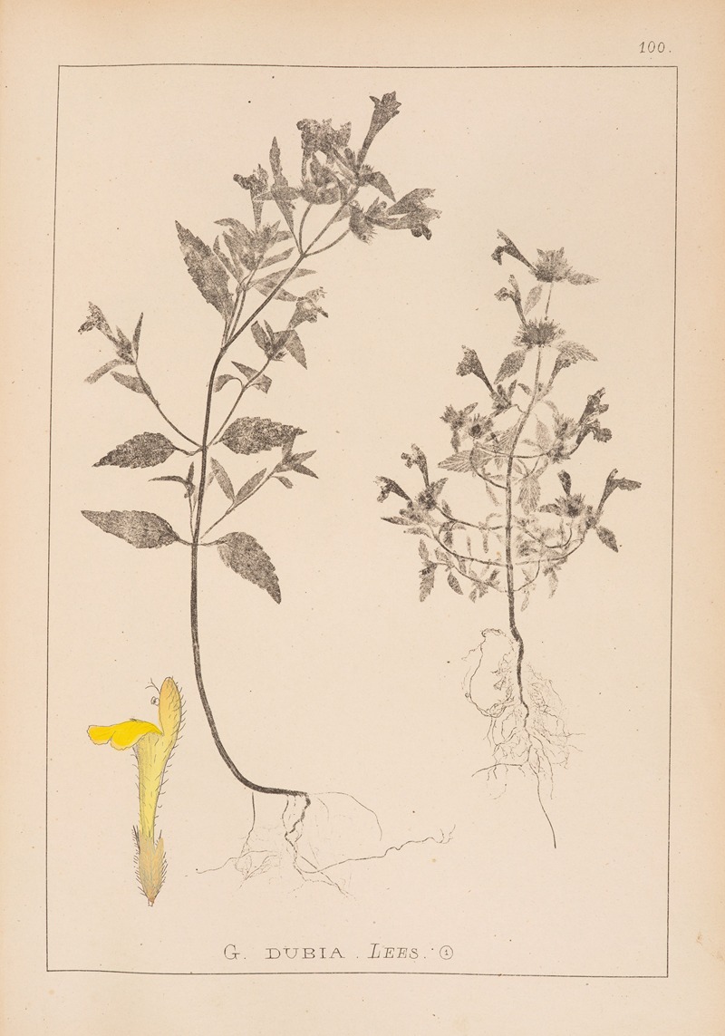 Louis Antoine Cusin - Herbier de la flore française Pl.0839