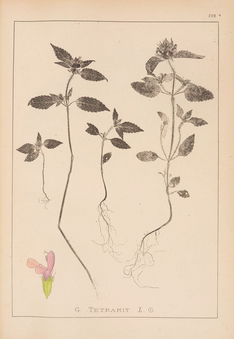 Louis Antoine Cusin - Herbier de la flore française Pl.0840