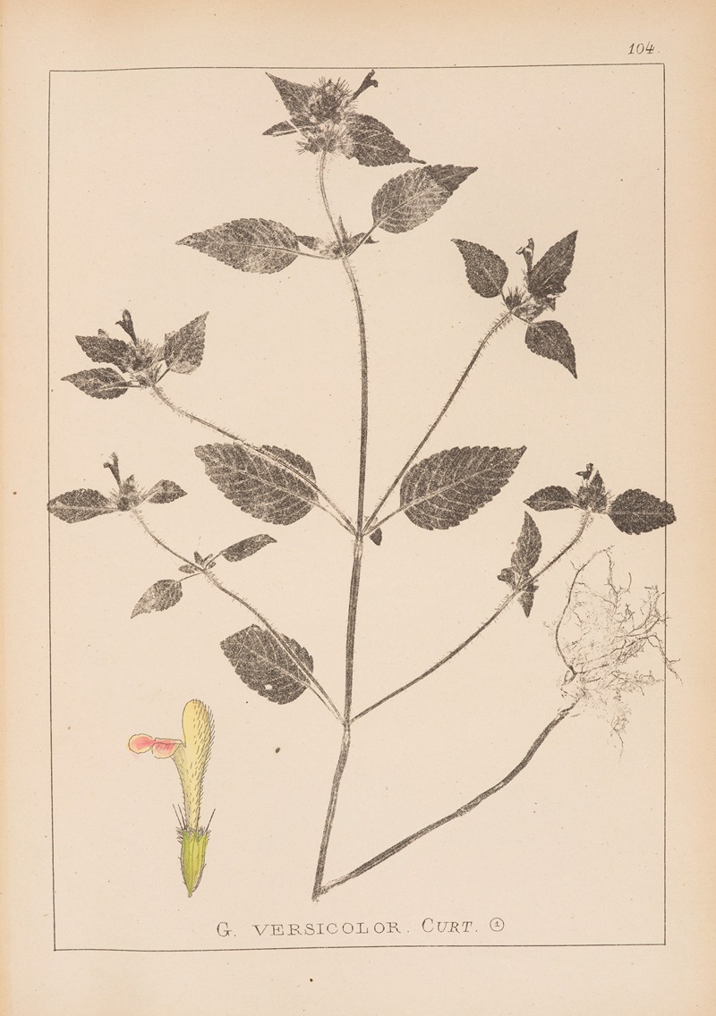 Louis Antoine Cusin - Herbier de la flore française Pl.0842