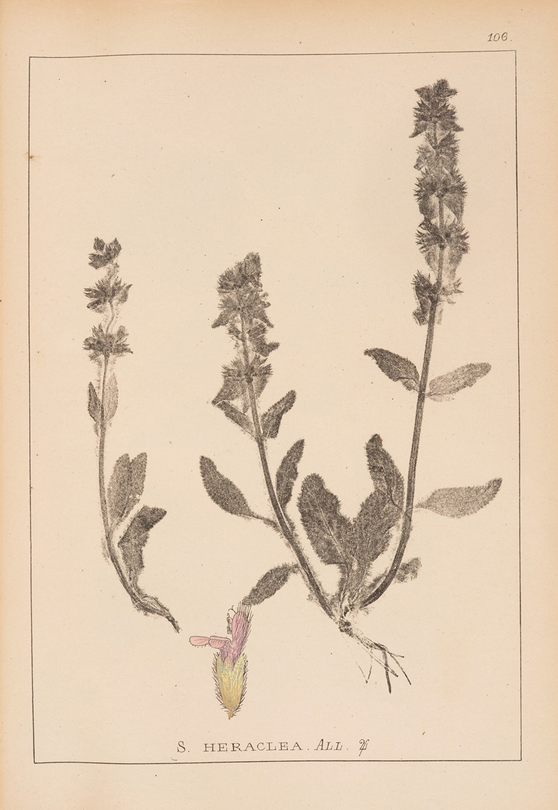 Louis Antoine Cusin - Herbier de la flore française Pl.0845