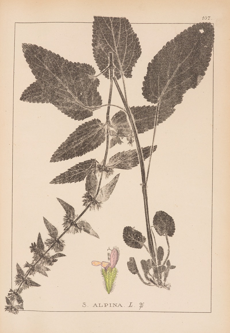 Louis Antoine Cusin - Herbier de la flore française Pl.0846