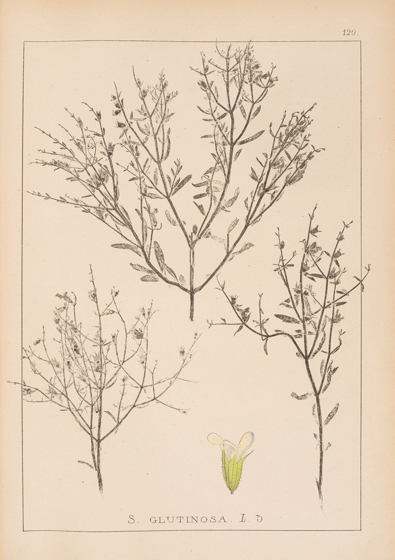 Louis Antoine Cusin - Herbier de la flore française Pl.0859