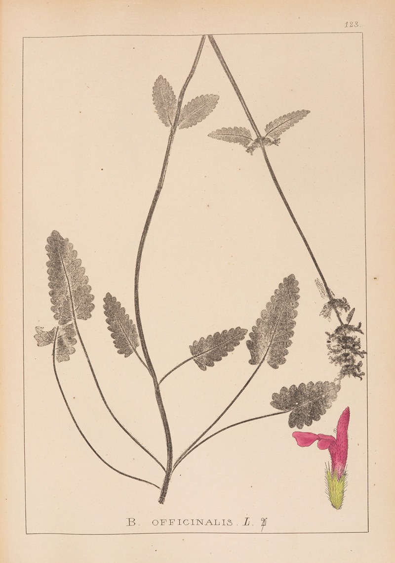 Louis Antoine Cusin - Herbier de la flore française Pl.0862