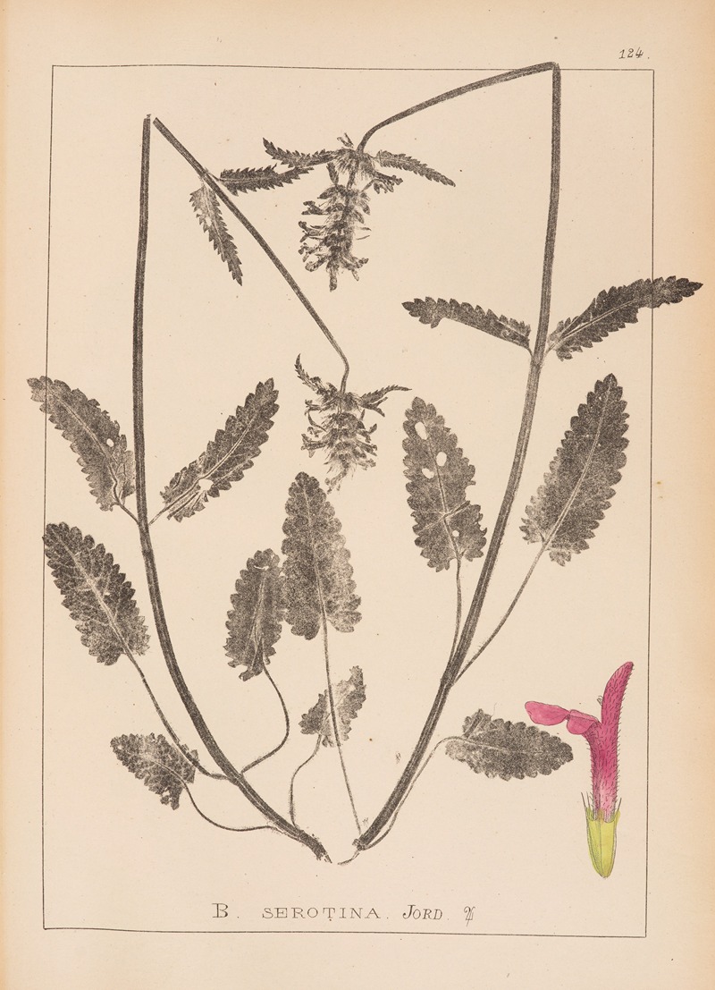 Louis Antoine Cusin - Herbier de la flore française Pl.0863