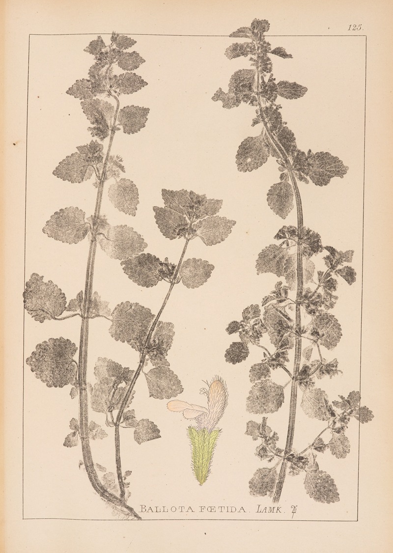 Louis Antoine Cusin - Herbier de la flore française Pl.0864
