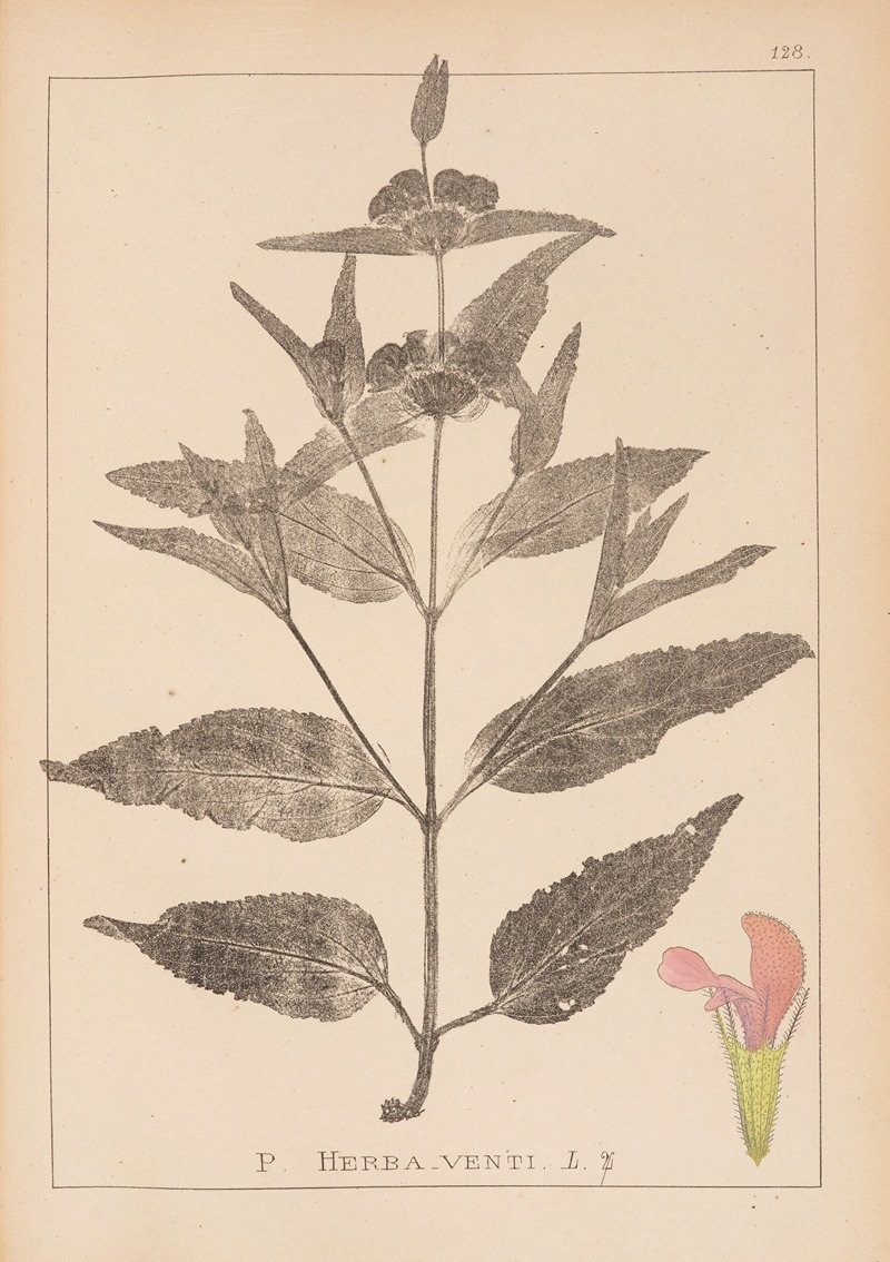 Louis Antoine Cusin - Herbier de la flore française Pl.0867