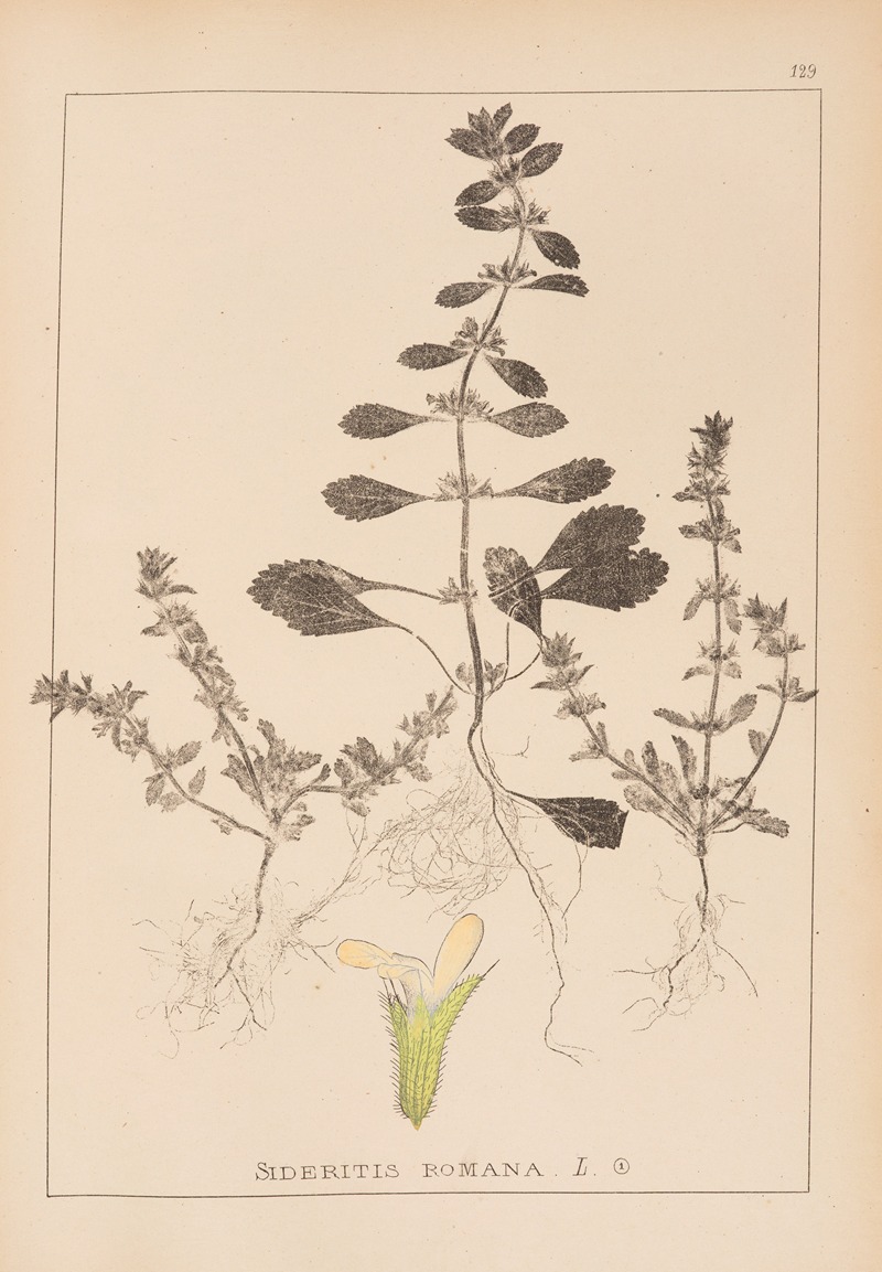Louis Antoine Cusin - Herbier de la flore française Pl.0868