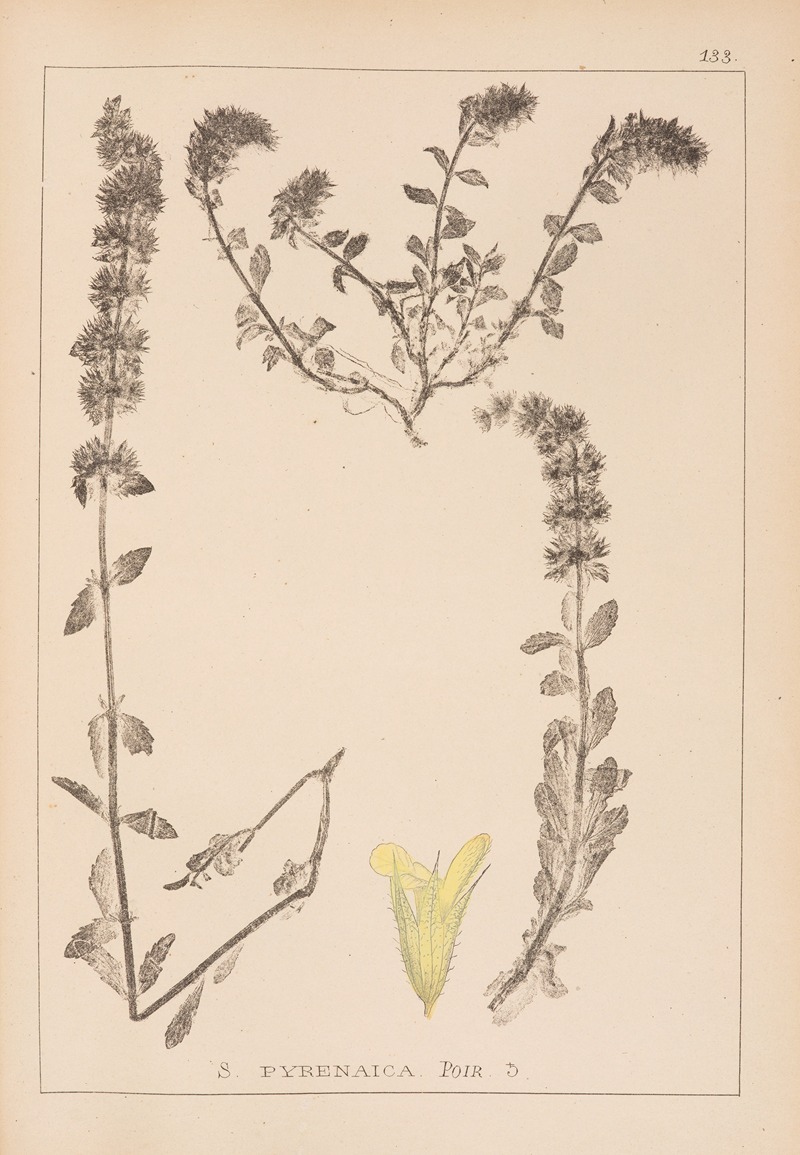 Louis Antoine Cusin - Herbier de la flore française Pl.0872