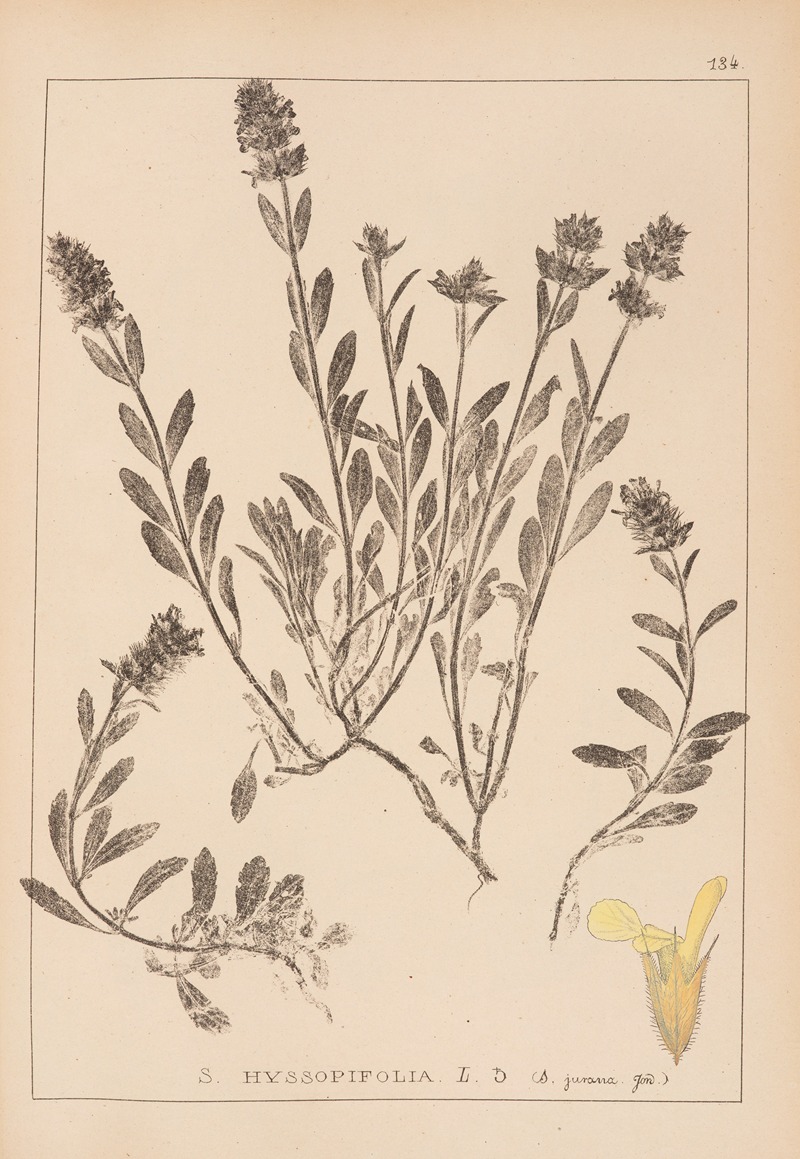 Louis Antoine Cusin - Herbier de la flore française Pl.0873