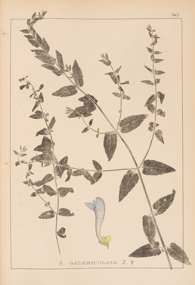 Louis Antoine Cusin - Herbier de la flore française Pl.0882