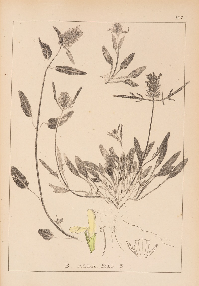 Louis Antoine Cusin - Herbier de la flore française Pl.0887