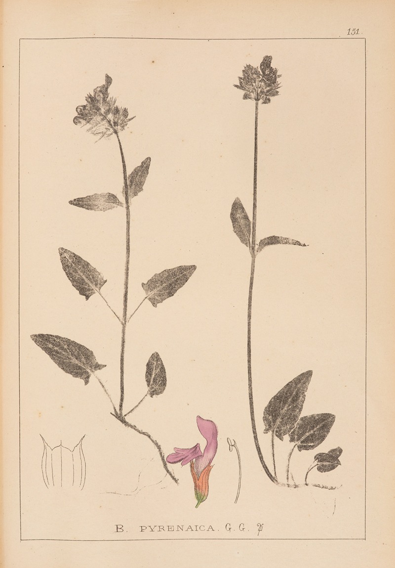 Louis Antoine Cusin - Herbier de la flore française Pl.0891