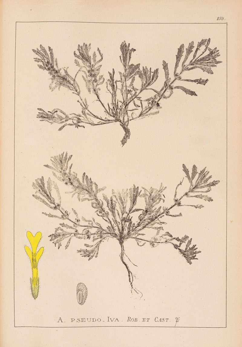 Louis Antoine Cusin - Herbier de la flore française Pl.0899