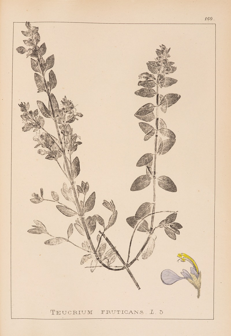 Louis Antoine Cusin - Herbier de la flore française Pl.0900