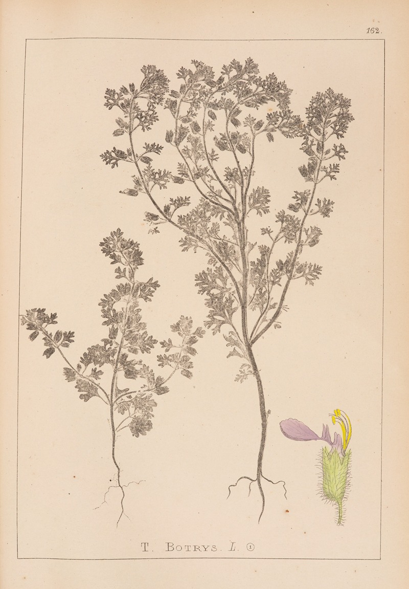 Louis Antoine Cusin - Herbier de la flore française Pl.0902
