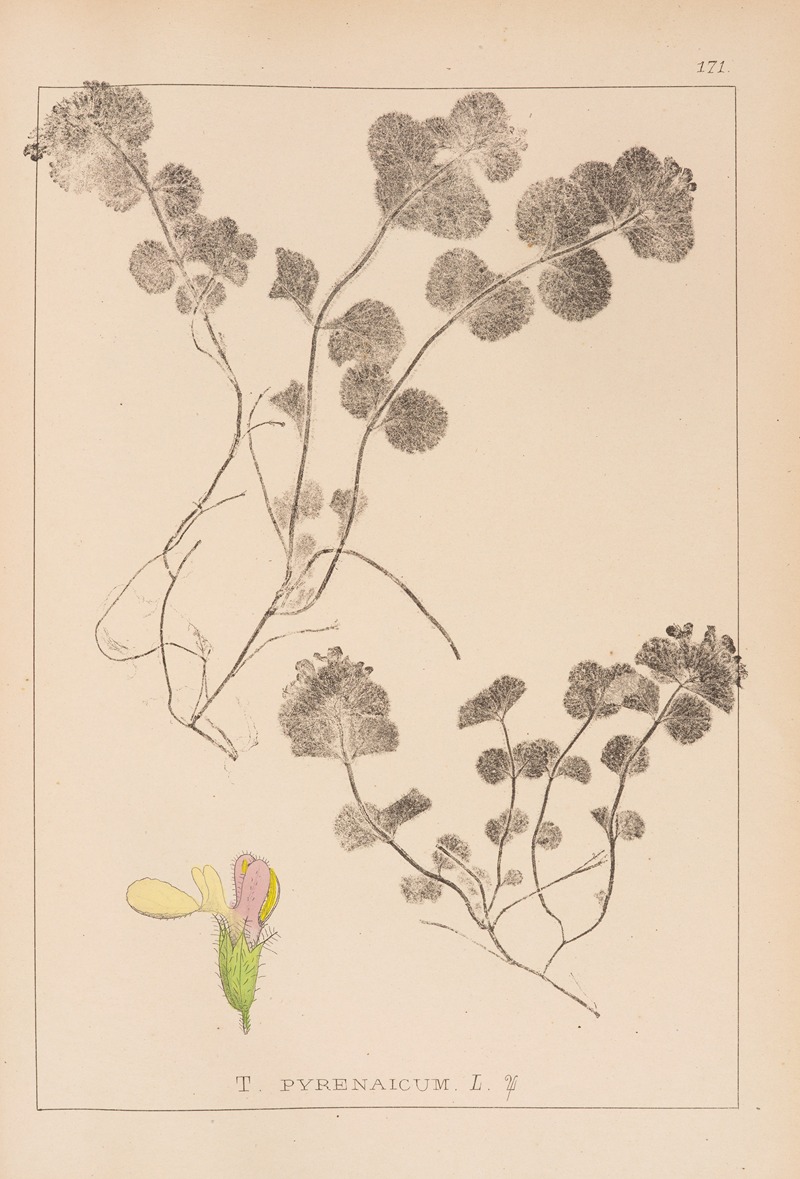 Louis Antoine Cusin - Herbier de la flore française Pl.0911