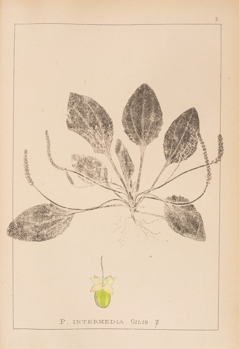 Louis Antoine Cusin - Herbier de la flore française Pl.0920