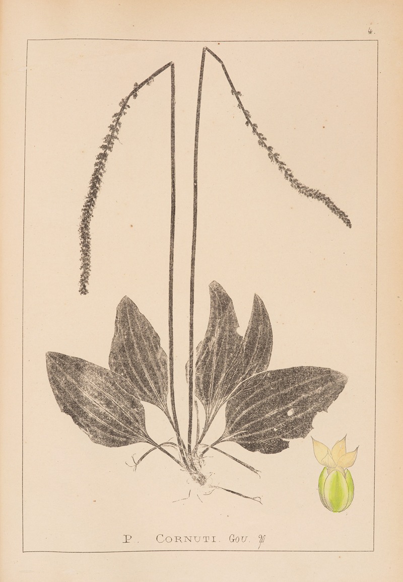 Louis Antoine Cusin - Herbier de la flore française Pl.0922